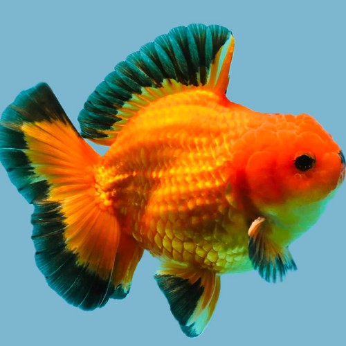 Oranda leeuwenkop.Apache 6-7  cm.