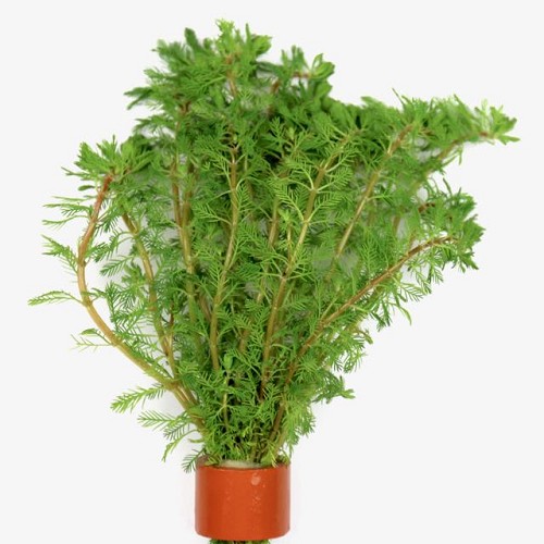 Myriophyllum brasiliensis in bio ring
