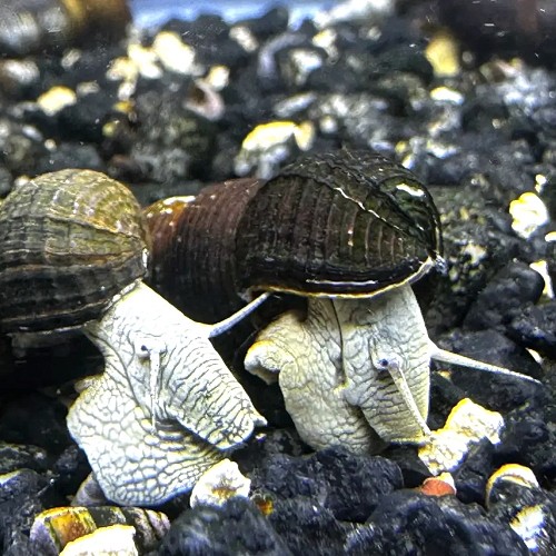 Tylomelania towutensis- Rabbit blue