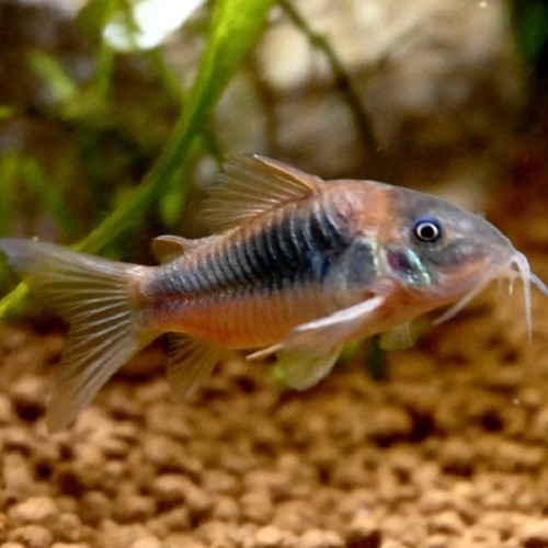 Corydoras Aeneus L