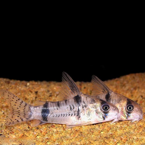 Corydoras reynoldsi   Pantsermeerval