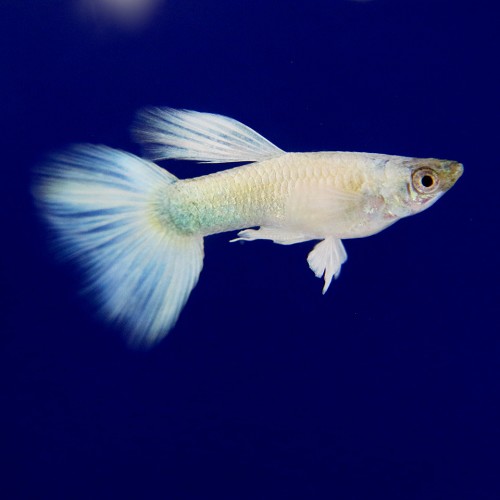 Poecilia ret.  Guppy dumbo ear yellow M