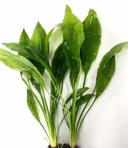Echinodorus paniculatus (bleheri)