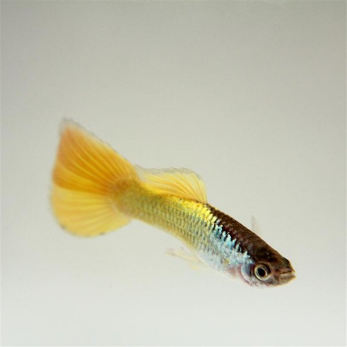 Poecilia ret.   Guppy German yellow M
