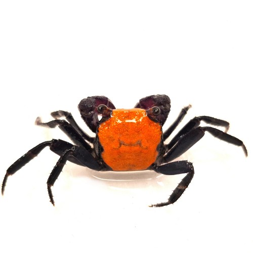 Geosesarma - Halloween orange black crab