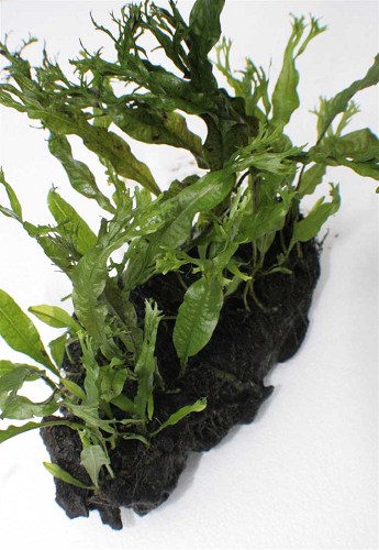 Microsorium crisped leaves driftwood M(N