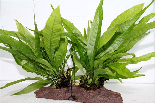 Microsorium stonewood  maat M(M)