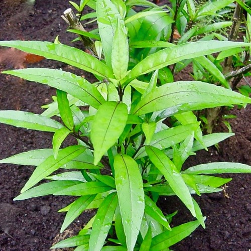 Justicia gendarusa in pot