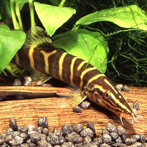 Leptobotia guilinensis 4-5 cm.
