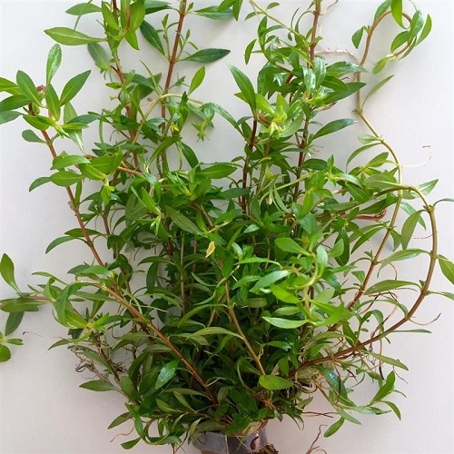 Ludwigia arcuata in bundel