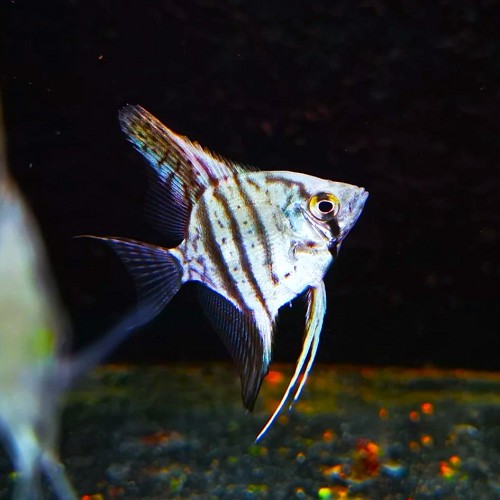 Pt.scalare   Maanvis blue sapphire