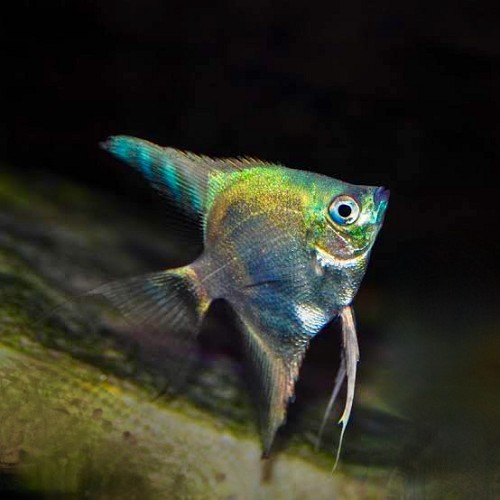 Pt.scalare   Maanvis sapphire green