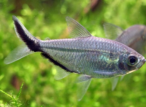 -Moenkhausia costae-Signaalstreep zalm M