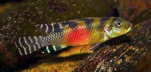 Nanochromis transvestitus 3-4 cm @