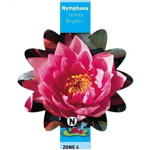 Nymphaea - James Brydon