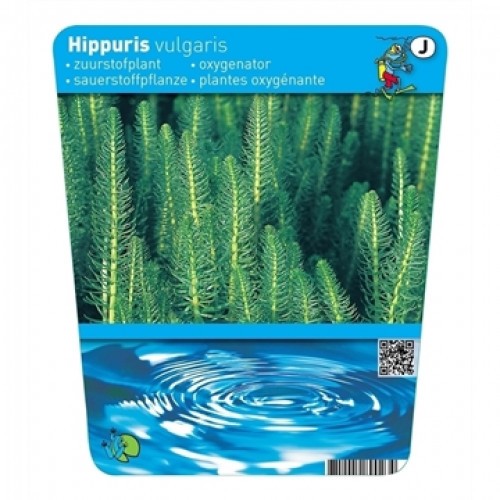 Hippuris vulgaris