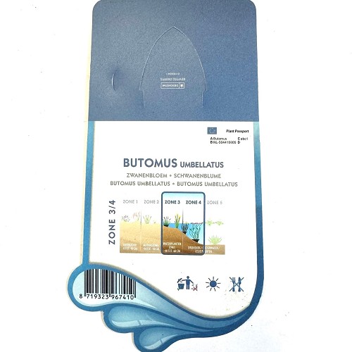 Butomus umbellatus- Zwanenbloem