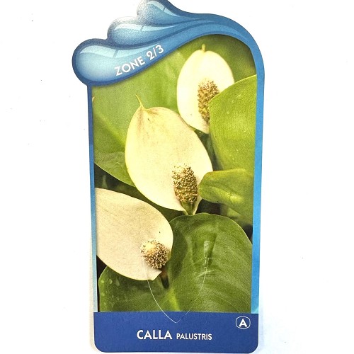 Calla palustris - Slangenwortel