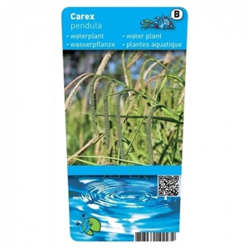 Carex pendula