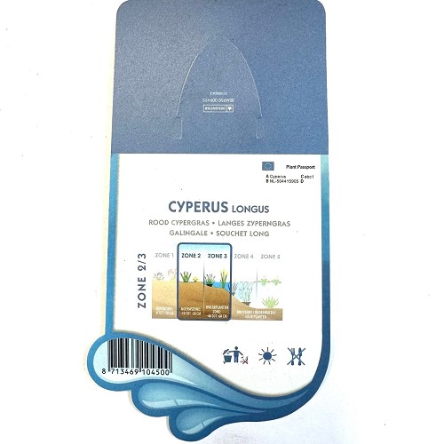 Cyperus longus- Rood cypergras