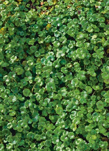 Hydrocotyle 'Nova Zealandiae'