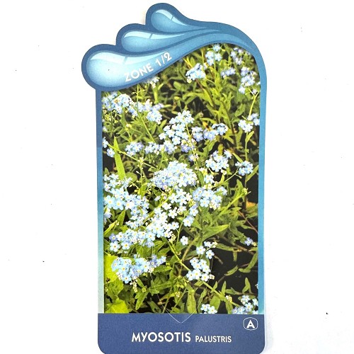 Myosotis palustris - Moeras vergeet mij