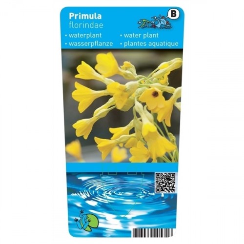 Primula florindae