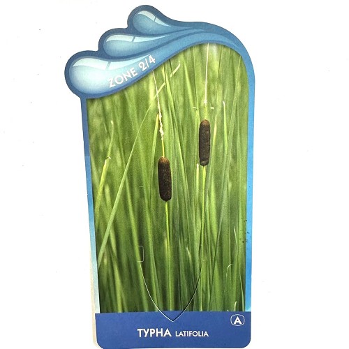 Typha latifolia- Grote lisdodde