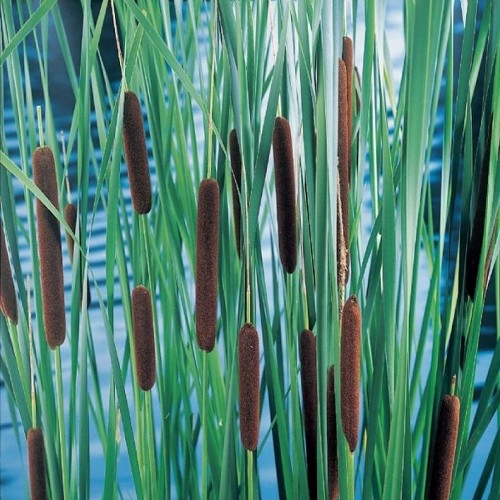 Typha laxmannii