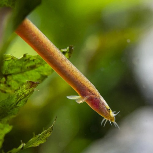 Pangio bitaimac  8 cm.