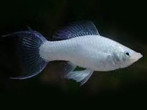 P.sphenops   Molly platinum lierstaart M