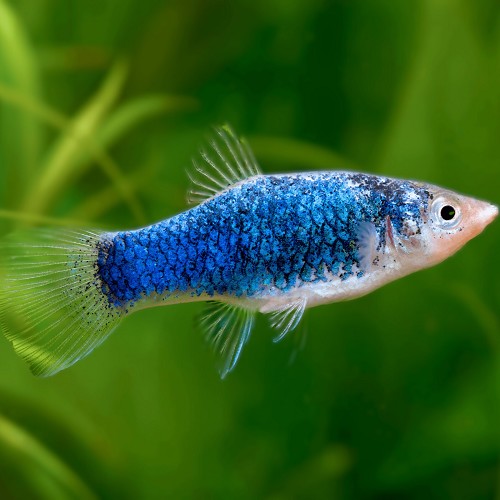 Xiph.maculatus   Platy blauw tuxedo  M
