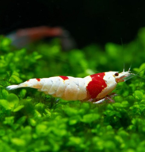 Caridina sp. Pure red line shrimp