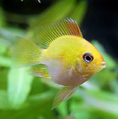 Apistogramma ramirezi gold balloon M