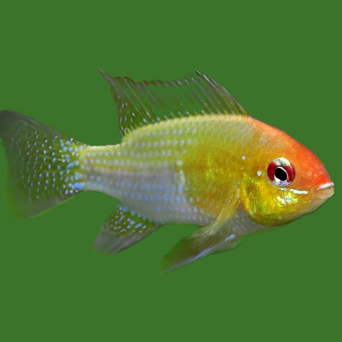 Apistogramma ramirezi red gold 3 cm.