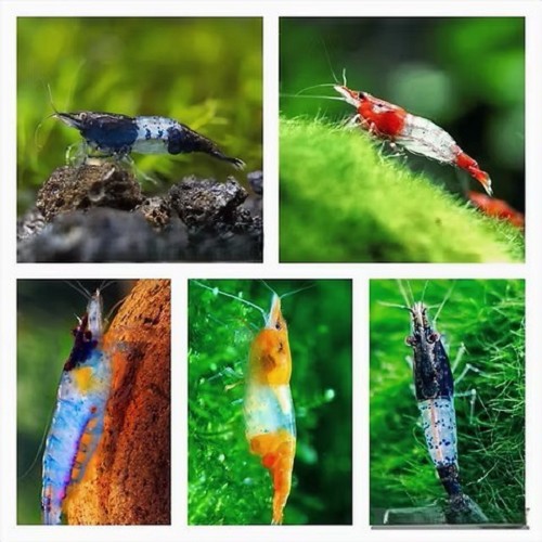 Neocaridina sp.rili shrimp assorti.