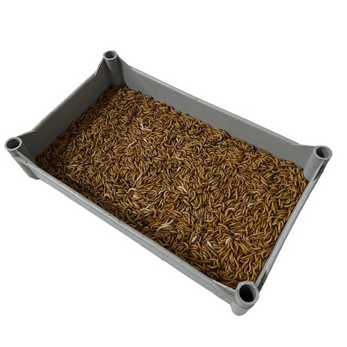 Reuzen meelwormen per 2,5 kg.