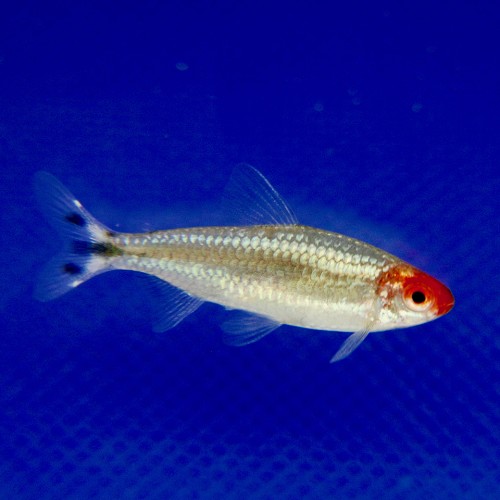 Hemigrammus Ble   Roodkopzalm briljant