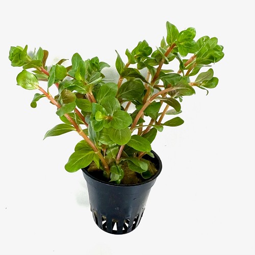 Rotala yao-yai in pot