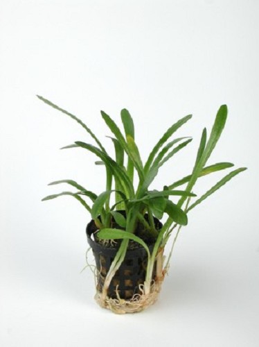 Sagittaria platyphylla in pot