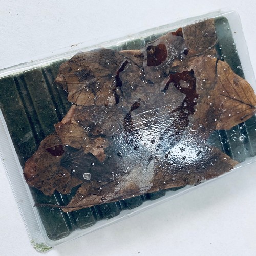 Shrimp-Crab-Pleco mix  blister dpvr