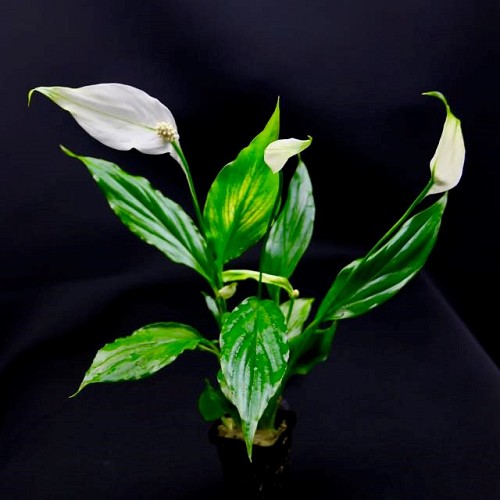 Spathiphyllum wallissi in pot