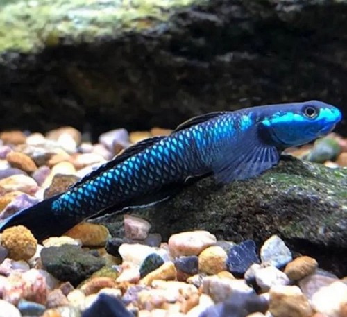 Stiphodon sp. blue 3,5 cm.
