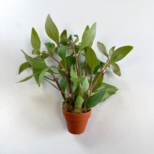 Alt.reineckii in terra cotta  pot