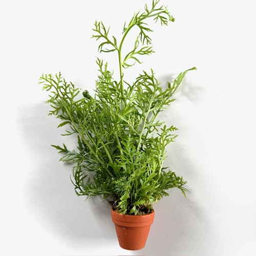 Certatopteris thalictroides terra cotta