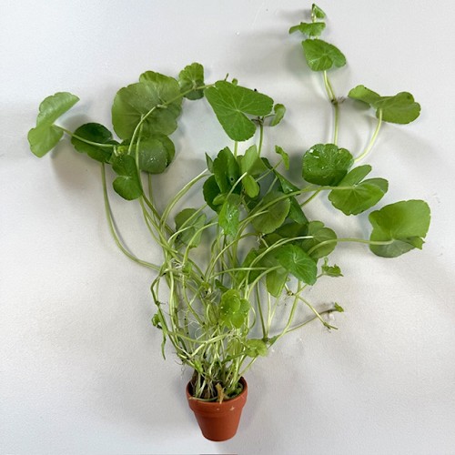 Hydrocotyle leucocephala in terra cotta