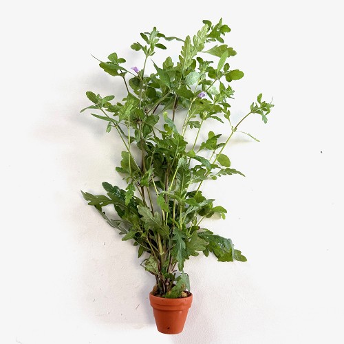 Hygrophila pinnatifida terra cotta pot