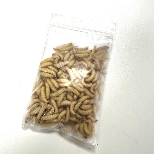 Diepvries top insect wasmotlarven 50 gr