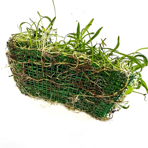 Lilaeopsis novae-zelandiae op stalen net