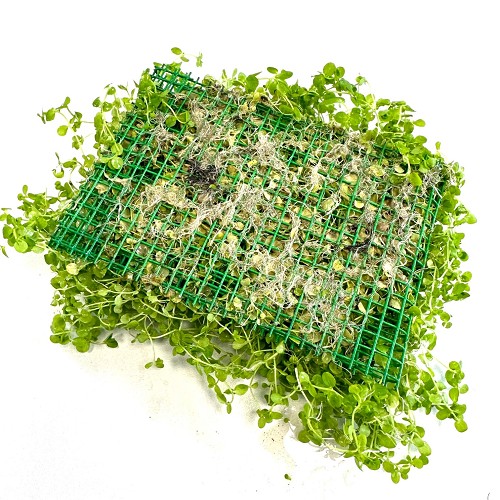 Micranthemum umbrosum op stalen net